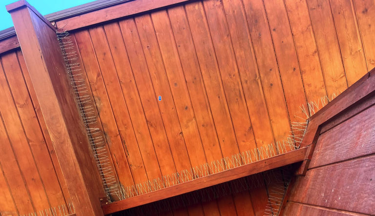 Stainless steel bird spike installation on gutter and roofline